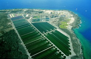 Algenproduktion für Astaxanthin auf Hawaii.