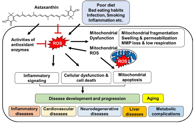 Schema der Auswirkungen von Astaxanthin auf die Mitochondrien